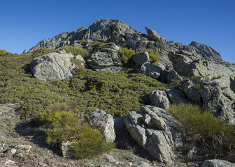 Fototapeta na wymiar High-mountain scrublands in Guadarrama Mountains National Park, province of Madrid, Spain