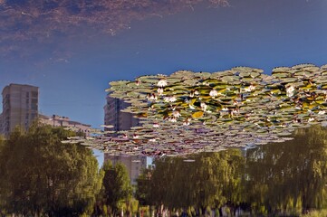 Obraz premium Reflection in the pond water and floating water lilies