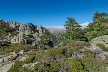 High-mountain scrublands in Guadarrama Mountains National Park, province of Madrid, Spain