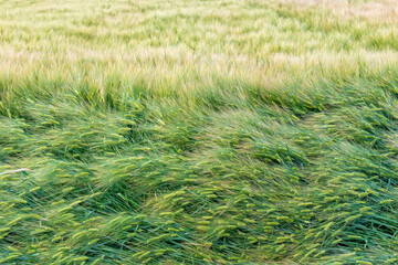 Nice rolling green field. Agricultural field with barley. Beautiful field of cereals (wheat, barley, oats) green on a sunny spring day.