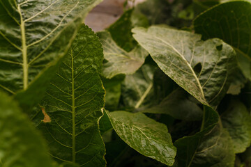 Soft focused close up shot of horseradish tops, green juicy leaves, growing at farm. Gardening, farm agriculture, shop local concept.