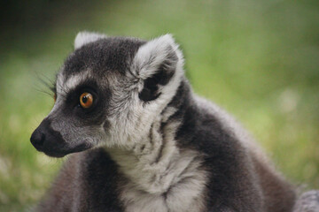 ring lemur