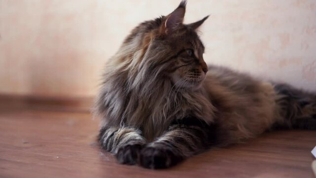 Hand stroking the cat's head. Adult big lazy maincoon looks around lay down on a floor at home. furry striped hairy mustache cat indoor on soft clear wall background. HD horizontal slow motion video.