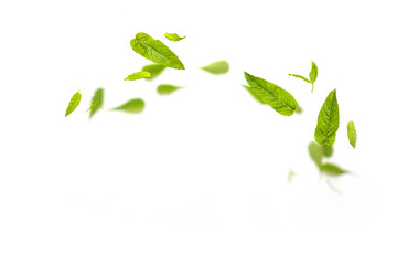 Flying leaves of green mint spearmint leaves falling in the air on white background. Food...