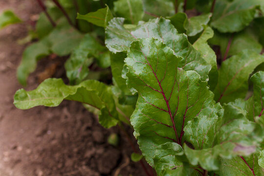 Beetroot Tops Growing In Soil. Soft Focused Closeup Shot Of Beet Leaves. Seasonal Farm Harvest, Fresh Organic Vegetables, Healthy Vegetarian Food.