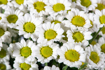 White chrysanthemum flowers up close.