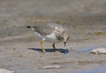 Magelhaenplevier, Magellanic Plover, Pluvianellus socialis