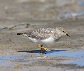 Magelhaenplevier, Magellanic Plover, Pluvianellus socialis