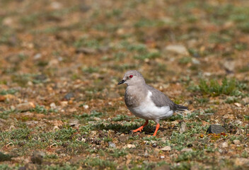 Magelhaenplevier, Magellanic Plover, Pluvianellus socialis