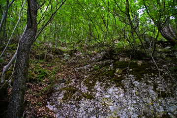 Vegetazione e alberi lungo il sentiero in Umbria