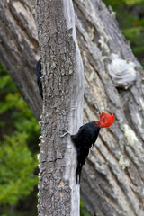 Magelhaenspecht, Magellanic Woodpecker, Campephilus magellanicus