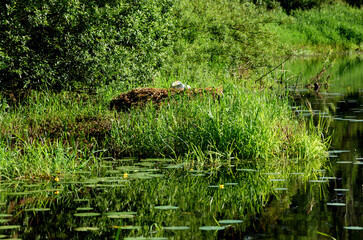 White swan nest on the river