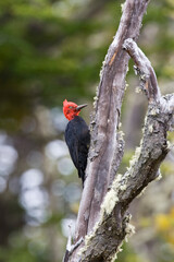 Magelhaenspecht, Magellanic Woodpecker, Campephilus magellanicus