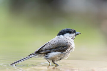 Blackcap male (Sylvia atricapilla) taking a bath in the forest Overijssel in the Netherlands.     