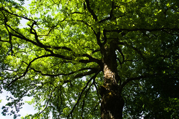 Vegetazione e alberi lungo il sentiero in Umbria