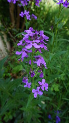 flowers in the garden