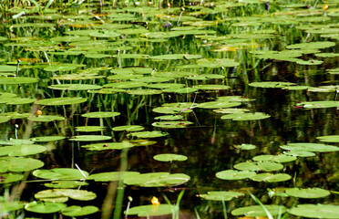 Fototapeta na wymiar Yellow water lily -water plant