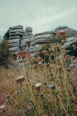 Flores marrones en El Torcal M&aacute;laga
