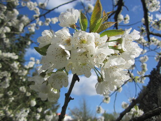 cherry tree blossom
