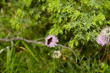 Fiori selvatici lungo il sentiero i9n Umbria