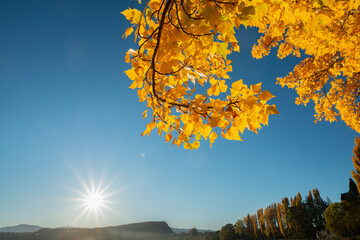 Bright yellow autumn leaves with morning sun shining above the horizon at Lake Wanaka, South Island