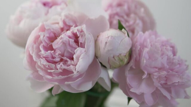 A close-up bouquet of pink peonies, petals swaying from the breeze.