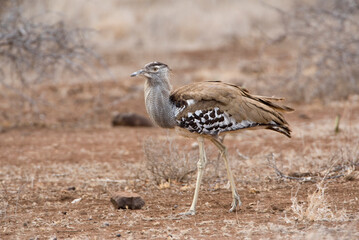 Koritrap, Kori Bustard, Ardeotis kori