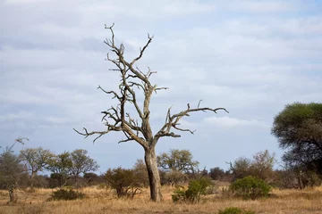 Foto auf Leinwand Krugerpark, South-Africa © AGAMI