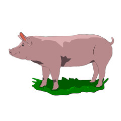 pig