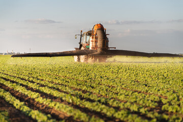 Fototapeta premium Tractor spraying soy field in sunset.