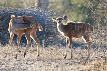 Fotobehang Grote Koedoe, Greater Kudu, Tragelaphus strepsiceros © AGAMI