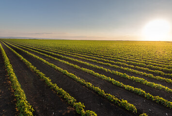 Open soybean field at sunset.