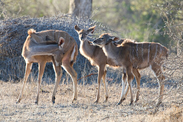 Grote Koedoe, Greater Kudu, Tragelaphus strepsiceros