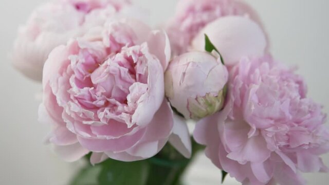 Close-up slow-motion shoot, bouquet of pink peonies, petals swaying from the wind