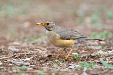 Kurrichane-lijster, Kurrichane Thrush, Turdus libonyana