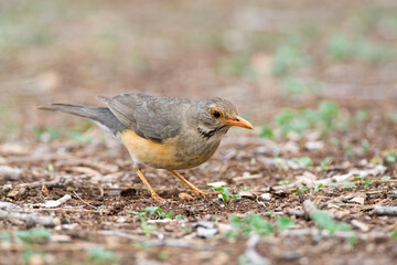 Kurrichane-lijster, Kurrichane Thrush, Turdus libonyana
