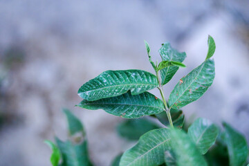 Close up shot of guava leaf