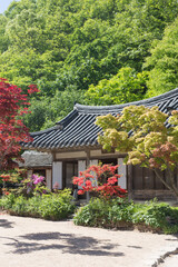 korea traditional architecture house hanok wih tree.