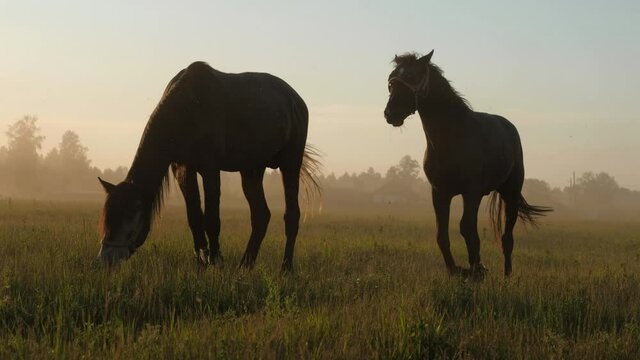 Adult beautiful Horses his legs tied grazing in meadow and chews the grass at sunset or morning fog. 4k uhd. Concept of animal husbandry. Cinematic atmosphere footage. Wild Animal Slavery.