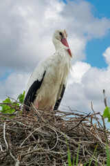 Close up portrait of a white stork in the nest in spring in the Camargue, Bouches du Rhone, South of France