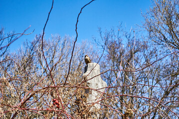 birds on a tree