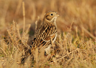 IJsgors, Lapland Longspur, Calcarius lapponicus