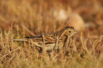 IJsgors, Lapland Longspur, Calcarius lapponicus