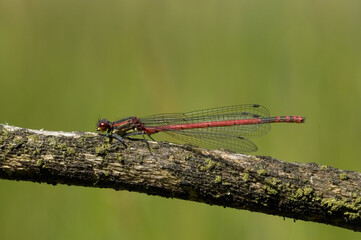 Vuurjuffer, Large Red Damselfly, Pyrrhosoma nymphula