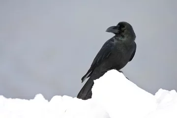 Fototapeten Dikbekkraai, Large-billed Crow, Corvus macrorhynchos © AGAMI