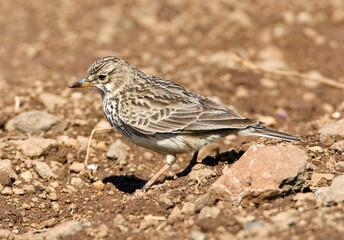 Fototapeta premium Grootsnavelleeuwerik, Large-billed Lark, Galerida magnirostris