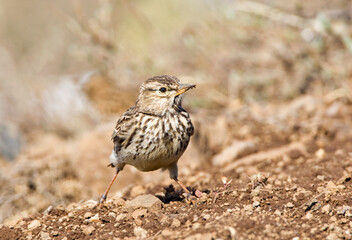 Fototapeta premium Grootsnavelleeuwerik, Large-billed Lark, Galerida magnirostris
