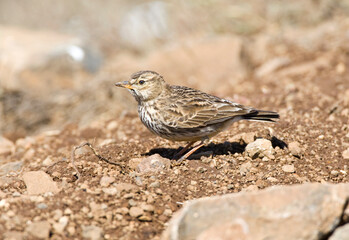 Grootsnavelleeuwerik, Large-billed Lark, Galerida magnirostris