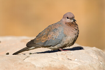 Palmtortel, Laughing Dove, Streptopelia senegalensis