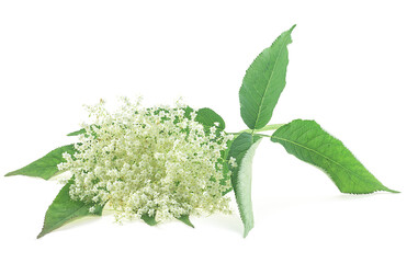 Flowering branch of elderberry with green leaves isolated on a white background. Elder flower...
